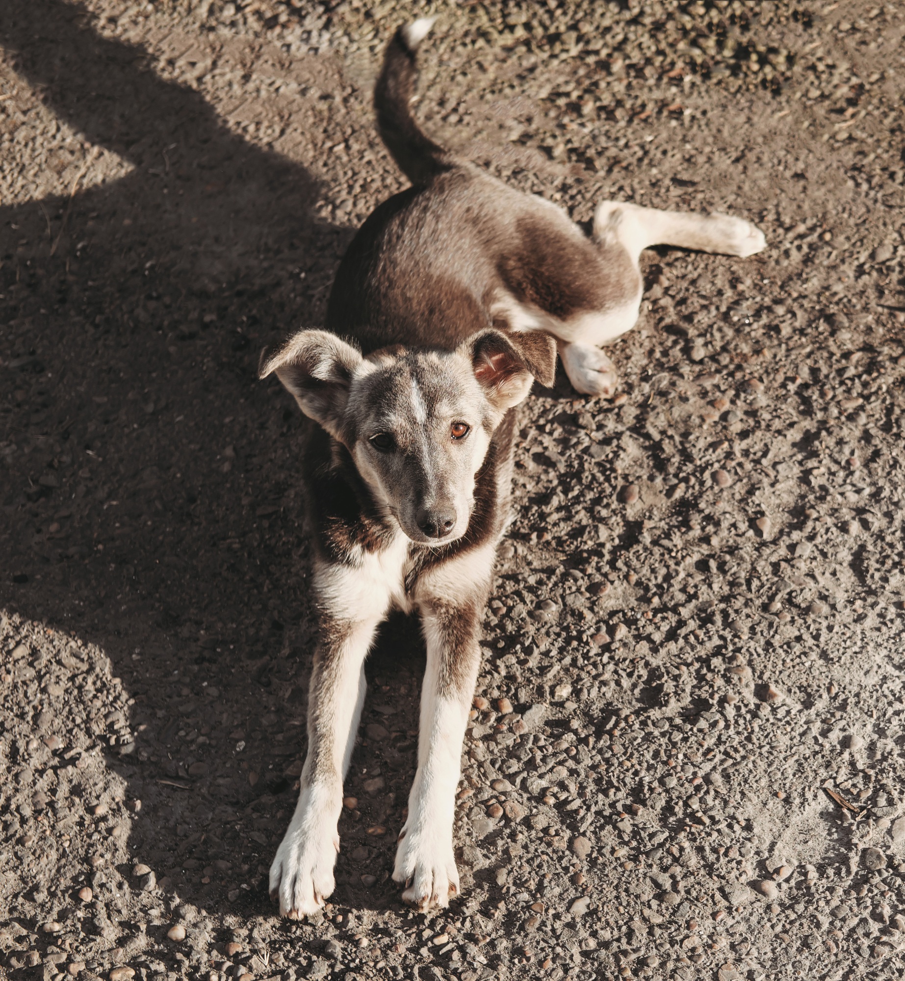 sad homeless dog lying on the road and looking upwards. pet adoption and care concept.
