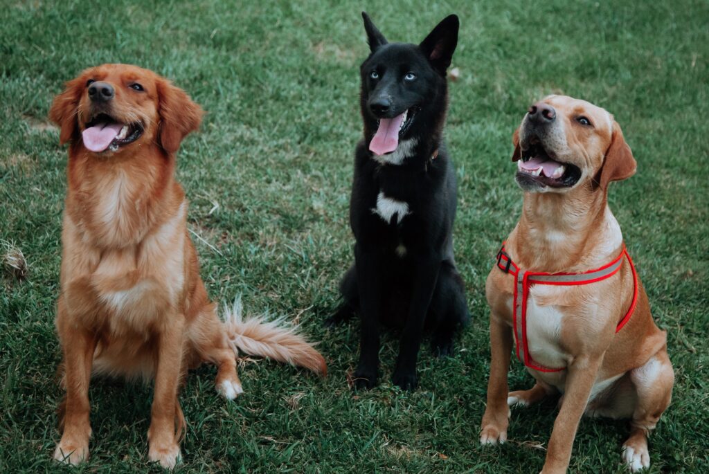 Trained Dogs